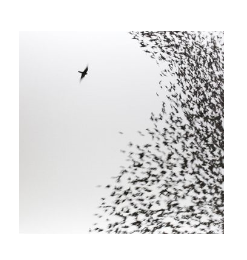 VINILE WILCO Sky Blu Sky (Vinyl Blue)